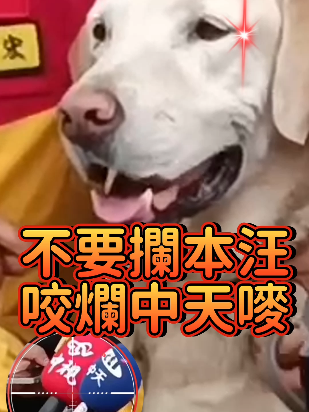 搜救犬ROGER受訪完第一時間張口咬中天麥克風 #0403地震 #搜救犬 #roger