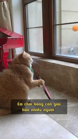 Tài năng ẩn giấu 😎 #funny #pingpong #cat #sportsontiktok #thethao247