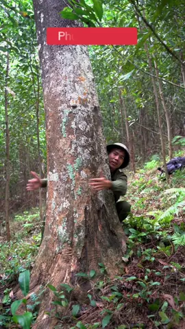 Trúng trầm là như thế nào??????😳😳 Mọi người muốn biết thì theo chân em T nhé🌴🌴🌴🪵🪵#trầmhuongtunhien #xuhuong 