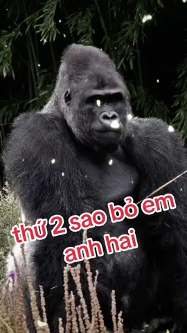 thứ 2 là ngày đầu tuần đó anh hai #haihuoc #khỉ #longtienghaihuoc #xuhuong #vuive #nhau 