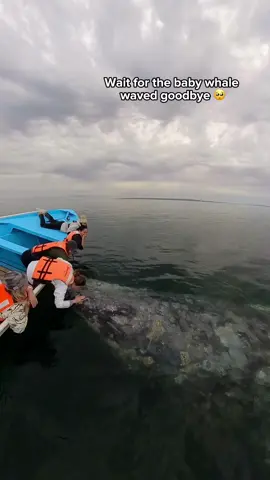 A whale of a time in Baja 😍 📸 @nats.m.f with #Insta360  Ace Pro Note: This encounter happened legally in a protected UNESCO heritage area. Don't harm the whales! #whalewatching #whale #ocean #baja #fyp #wildlife #pov #nature #science