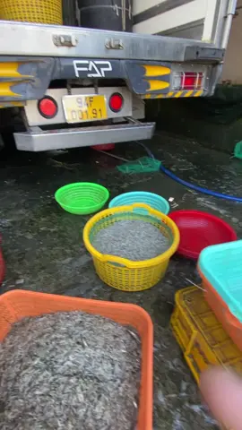 Ae nào có tép chấu + tép giáo liên hệ em , số lượng bao nhiu cũng lấy , ace nào cần lh em 0813876877#94bạcliêu👋chào #xuhuongtiktok #anhemsongnuoc