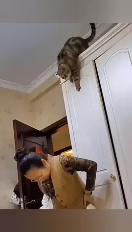 WOYYY #kucinglucu #catlover #catsoftiktok #cutecat #funnyvideos