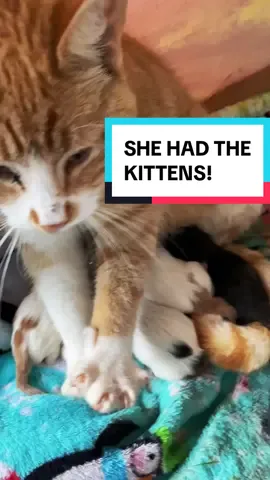 Update on Freyja: shes a proud mom of 5! Look how happy she is 🥹🥹🐈🧡 #catsoftiktok #catdistributionsystem #cattok #blackcat #catmom #mommacat #orangecat #kittens #pregnantcatsoftiktok 
