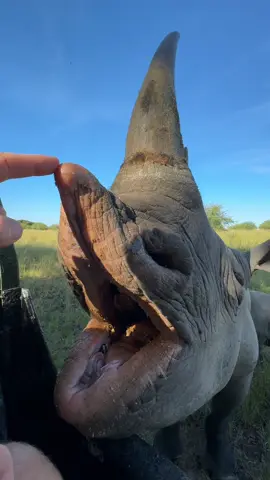 UP close with our beautiful black rhino! THIS IS AMAZING! #rhino #closeup #fyp #wildlife #africa #endangeredspecies #reillytravers #heavenonearth  #tiktok #reels__tiktok 