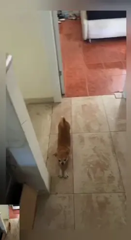#dog #pet #funny #foryou #chihuahua 