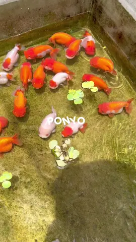 ponyo ponyooo😍✨ #ponyo #goldfish #ranchu #redranchu #ikankoki #cute #ikanhias #ranchugoldfish #arquatics 