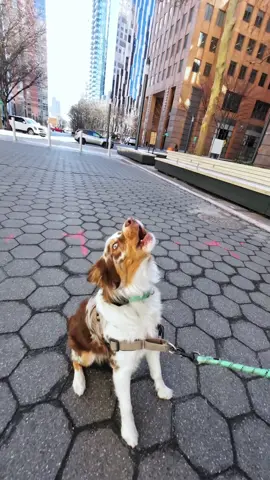 crazy eyes is at it Again with another awoo #🐕 #australianshepherd #funny #cutedog #howling #dogsoftiktok #🤣 