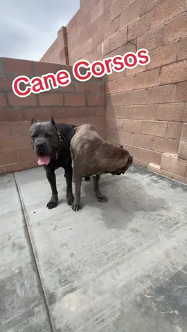 Cane Corso puppies #canecorso #canecorsoitalianmastiff❤️ #italianbloodlines🇮🇹 #fyp #canecorsoitaliano #fypage #dawgsoftiktok #canecorsolovers #canecorsolife #albquerque #newmexico #canecorsopuppyoftiktok #workingcanecorso #canecorsopuppies #bluecanecorso 