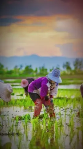 Tiếng Đàn Cò Miền Tây Nghe mà héo gan héo ruột 🥺🥺🥺🥺🥺🥺🥺🥺🥺 #odaycobannoibuon #tiktokgiaitri #nhachaymoingay #chillthatsu #CapCut #tamtrang #trend #xuhuong 