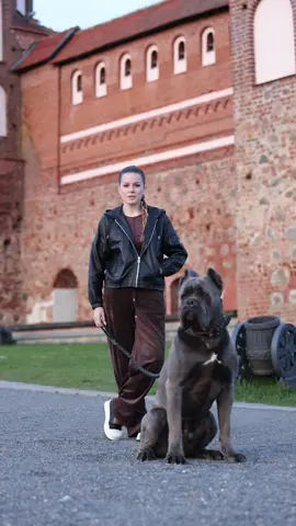 #канекорсобеларусь #рекомендации #canecorso #foryou 