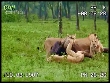 Buffaloes rescue their comrades. #wildanimals #animals #foryou 