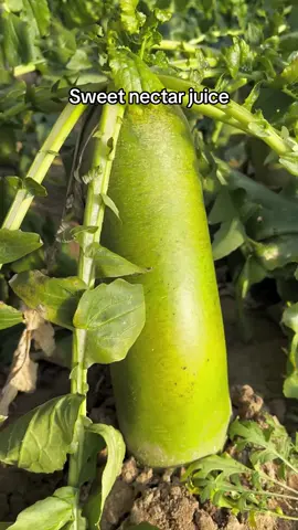 It tastes so fresh!