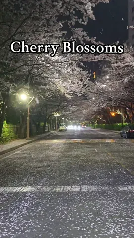 POV: Crossing a road in Busan, South Korea 🌸 Absolute scenes with the cherry blossoms in full bloom! 😍🤯 #busan #southkorea #korea #cherryblossom #spring 