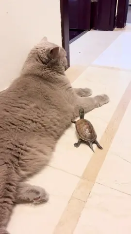 Cant believe cat is scared of this little turtle 😂#petlover #catlove #catsoftiktokcomedy #chubbycat #funnypet #turtle #funnyvideos #fyp #funnytiktok 