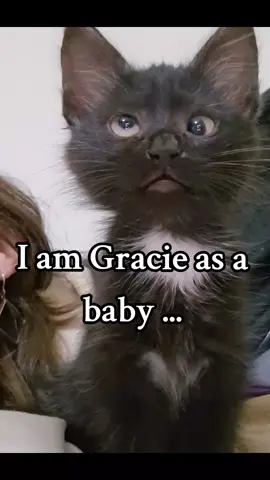 This is Hah kitty Gracie Original Account #cutekitten #cutecat #viralcat #beautifulcat 
