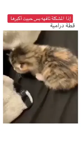 #اكسبلور #viral #explore #fypシ゚viral #fypシ #الشعب_الصيني_ماله_حل😂😂 #trending #tiktok #السعودية 