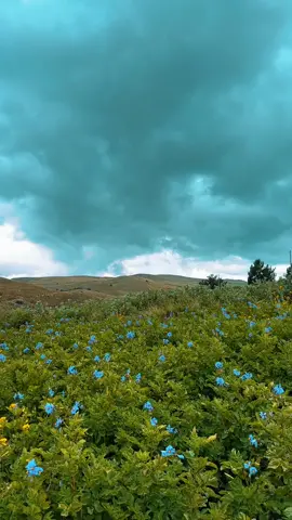 Boby disfrutando de la naturaleza ✨🌿#paisaje #naturaleza #campo #julipuno #viaje #julipunoperu🇵🇪 #edits #fotografia #tranquilidad #cinematic #fyp 