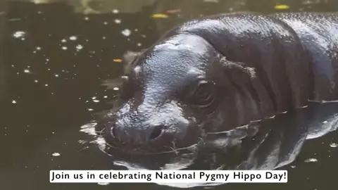 🌿🦛 Join us at Cango Wildlife Ranch in celebrating National Pygmy Hippo Day! 🎉  Did you know that this special day was spearheaded by our Assistant Director of the Cheetah Preservation Foundation, Carmen Ellis? 🌟  The Cheetah Preservation Foundation is a nonprofit organization dedicated to promoting and funding the conservation of cheetahs and other endangered species through captive breeding, research, and public awareness efforts. In 2019, Carmen approached the team at 