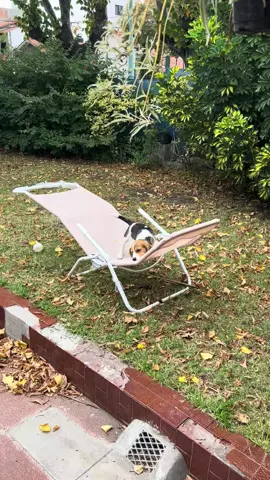 Ya desde bebé era traviesa 🫢🤭 #beagle #beaglesoftiktok #beaglelover #beaglepuppy 