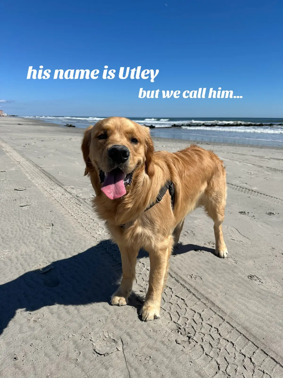 #goldenretriever #goldenretrieverlife #dognicknames #goldenretrieverpuppy #goldenhour 