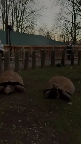 Today the Akron Zoo experienced a one-in-a-lifetime opportunity of a total eclipse! How did the animals respond? The birds really reacted, running around and confused. The red wolves, also very active. Many of the big cats slept right through it. The Galapagos tortoises stopped in their tracks and pulled into their shells. #totaleclipse #zooanimals #akronzoo 