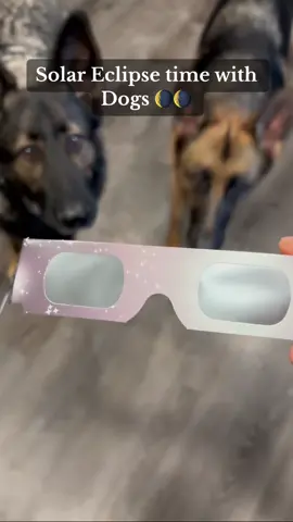 Solar Eclipse time with Dogs 👆.    #fyp #foryou #dogs #eclipse #solareclipse #dogsoftiktok #dog #funny #laugh #doglover  #puppy #doglife #pets #laughter #tiktok #world #fypシ #fy #fypage #lol #haha