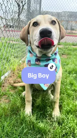 🆘 On the euthanasia list Tuesday 4/9 🆘   ⏰ Big boy must have a hold 𝗻𝗼 𝗹𝗮𝘁𝗲𝗿 𝘁𝗵𝗮𝗻 𝟭𝗣𝗠 or he‘ll lose his life.🥺   💙🐶 Big boy - ID# A1931452  Male/ Lab Mix/6M/45lbs/HW-  This tiny pup needs a fresh start with a brand new name that suits his size! Currently stuck in the overwhelming environment of the animal shelter, he cowered at first when I approached him because all these noises are too much; luckily you can win his trust easily through treats & affection! I did have to carry him outside because walking on the leash was scary for him but once we were out he let me put a bandana on him and give him kisses! Big boy is going to need someone experienced in fostering because I worry he will be a flight risk.    🟣Intake Note: owner allows dogs to roam loose, several reports made within the last few years 💌 𝗔𝗹𝗹 𝗵𝗼𝗹𝗱𝘀 𝗠𝗨𝗦𝗧 𝗯𝗲 𝗶𝗻 𝘄𝗿𝗶𝘁𝗶𝗻𝗴, 𝘀𝗼 𝗽𝗹𝗲𝗮𝘀𝗲 𝗱𝗼 𝗻𝗼𝘁 𝗖𝗮𝗹𝗹. 𝗜𝗳 𝗟𝗼𝗰𝗮𝗹 𝗮𝗻𝗱 𝗶𝗻𝘁𝗲𝗿𝗲𝘀𝘁𝗲𝗱 𝗶𝗻 𝗙𝗼𝘀𝘁𝗲𝗿𝗶𝗻𝗴 𝗼𝗿 𝗔𝗱𝗼𝗽𝘁𝗶𝗼𝗻, 𝗲𝗺𝗮𝗶𝗹 𝗮𝗹𝗹 𝗯𝗲𝗹𝗼𝘄: barcfoster@houstontx.gov barcadoptions@houstontx.gov BARC.Aid@houstontx.gov 𝐏𝐥𝐞𝐚𝐬𝐞 𝐮𝐬𝐞 𝐭𝐡𝐞 𝐚𝐧𝐢𝗺𝐚𝐥’𝐬 𝐬𝐞𝐯𝐞𝐧 𝐝𝐢𝐠𝐢𝐭 𝐈𝐃 𝐧𝐮𝗺𝐛𝐞𝐫 𝐰𝐡𝐞𝐧 𝐜𝗼𝐧𝐭𝐚𝐜𝐭𝐢𝐧𝐠 𝐭𝐡𝐞 𝐬𝐡𝐞𝐥𝐭𝐞𝐫. 📍BARC Animal Shelter  Houston, TX 📌 Please contact BARC if you are local and can help! Neither BARC nor the page can assist out of state adoption or foster offers. I am NOT the shelter.