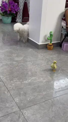 😂😂#CapCut #cunyeu #fyp #dog #cute #pet #thucung #poodle #funny#funnyvideos #yourpetstory 