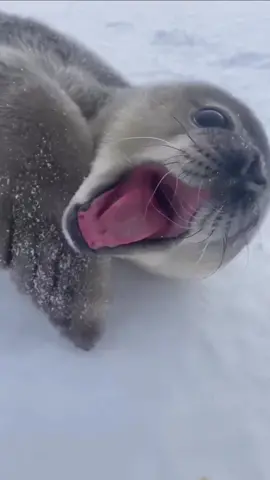 How he makes this sound? #lovely #animals #cute #foryou #seal 