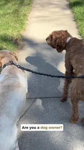 Easy cop 😊 #dogsoftiktok #dogtok #doggo #doglover #dogproblems #dualdogleash #dogleash 