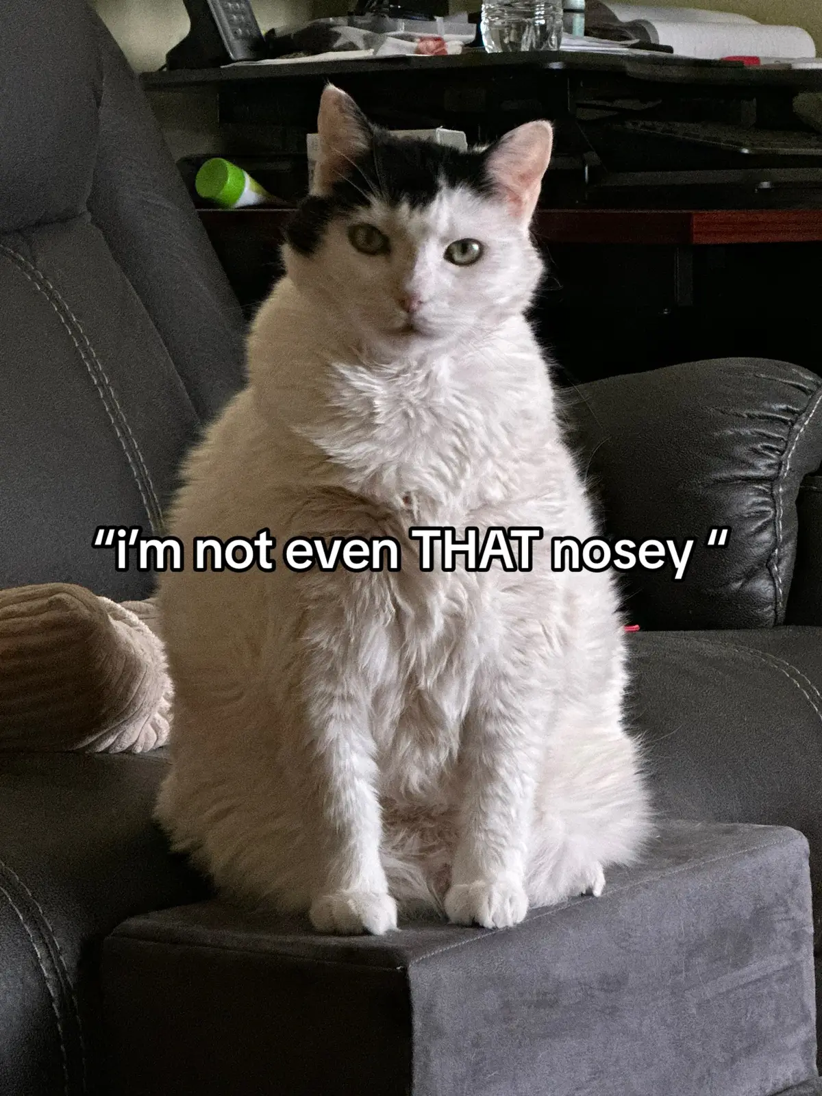 ok moxie….. #catsoftiktok #fatcat 