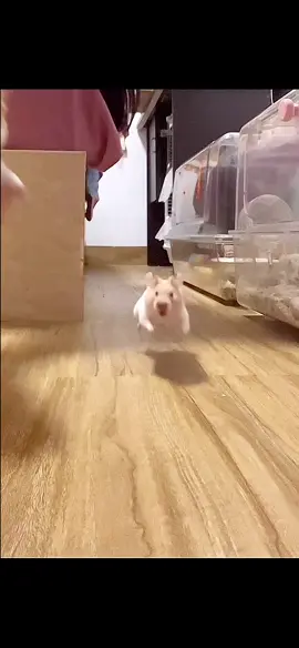 猛ハムちゃん出撃です！😈 Hamster attack！ #hamsters🐹 #ハムスター #hamstersoftiktok #cuteanimals #可愛いペット #funnyvideos #面白い動画 #fyp 