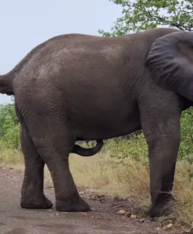 BIG ELEPHANT WALKING ON IT FIVE LEGS 😮🙄🤭 #elleafricasafaris #wildlife #animals #safari #gamedrive #africanwildlife #elephant 