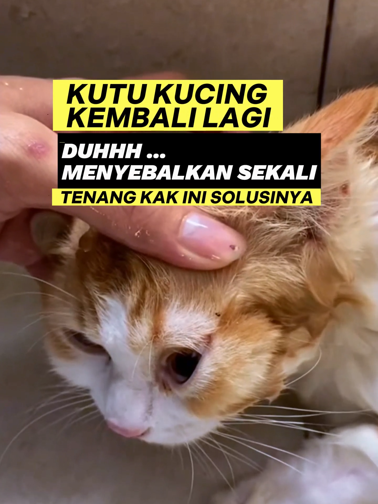 Siapa yang tidak sebel dengan kutu kucing yang sudah dibersihkan , diberi obat kutu tapi kembali dan kembali lagi. Ada beberapa faktor kutu kembali lagi kak, seperti penularan kucing lain, sampai kebersihan lingkungan itu sendiri. Nah kakak kami rekomendasikan Shampoo yang serimh digunakan para groomer profesional, Shampoo BNANO adalah shampoo pembasmi kutu berbahan dasar herbal yang aman banget bagi si anabul. Groomer pakai shampoo ini, blower dan lihatlah kutu kutu langsung berguguran. BNANO SHAMPO sudah kami sematkan dikeranjang kuning untuk membasmi kutu kucing kakak :) #shampokutukucing #kutukucing #kucingkutuan #obatkutukucing #vitaminkucing