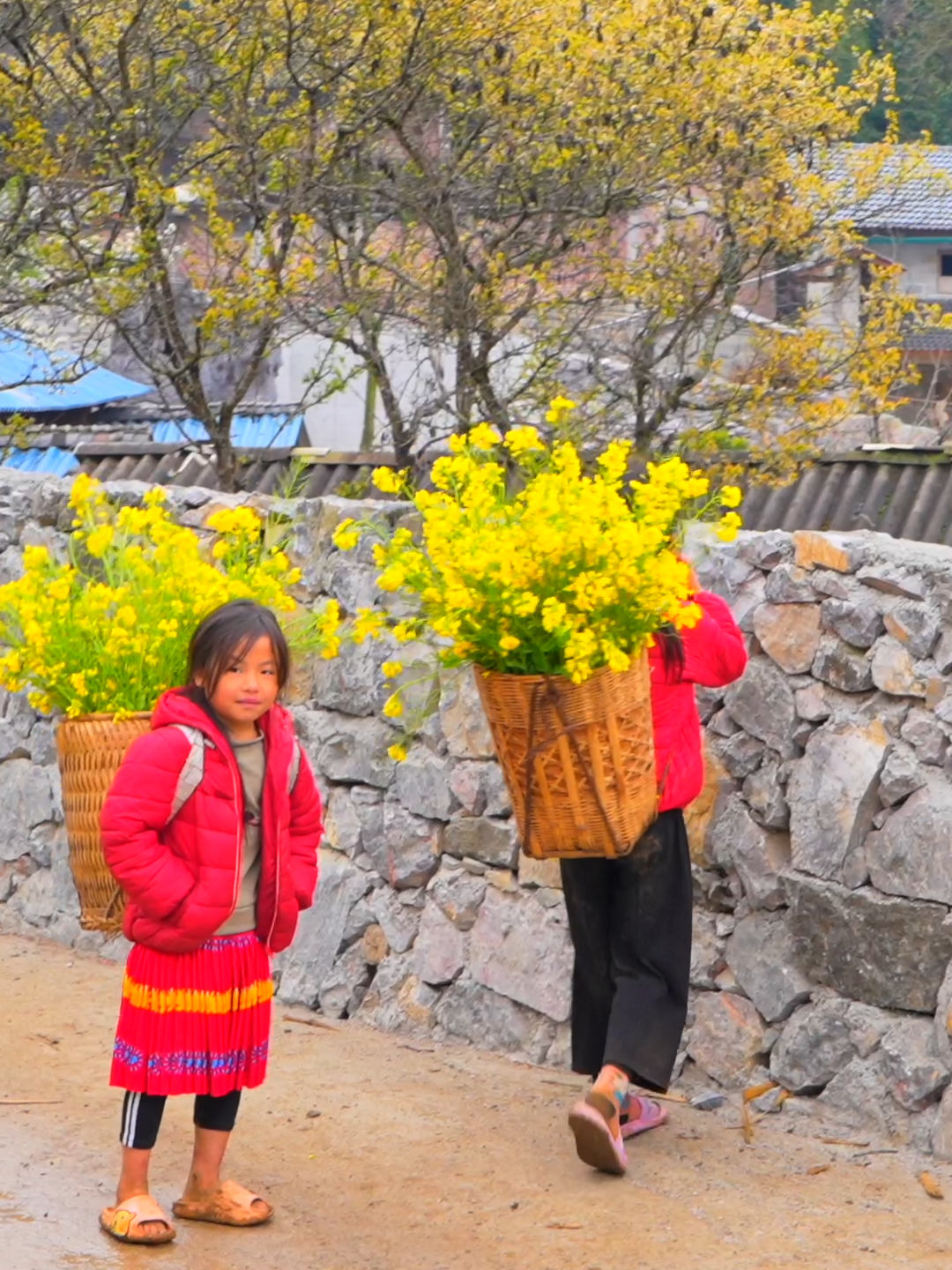 Mùa xuân ở bản Lao Xa, Hà Giang #amazingvietnam #banlaoxa #hagiang #xuhuong