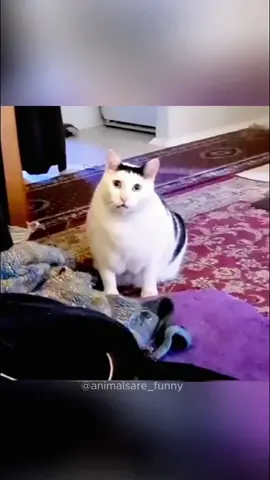 The last one…😭 Funny cats videos #cat #funnyanimals #funnypets #fyp 