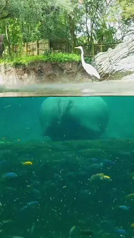 Le poisson a pris un repas complet 🤣 #animals #hippo 