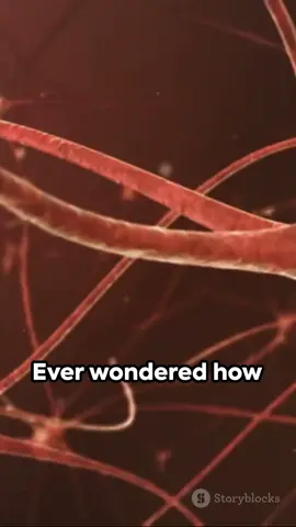 🧠 Dive into the fascinating world of neurons! Learn how these incredible cells transmit messages throughout your body, controlling everything from movement to emotions. #Neuroscience #BrainScience #ScienceExplained #EducationalTikTok #LearnWithMe #BodyAndMind #Neurons #FascinatingFacts #ScienceIsCool 