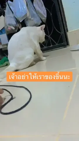 ท้าทายนักนะ #แมวขาวตัวเหลืองชื่อwhite #ท้าทาย #ทาสแมว #ไอ้ต้าว #แมวรัก #งับดีมั้ย #มั่นเขี้ยวนานแระ #ตรัง 