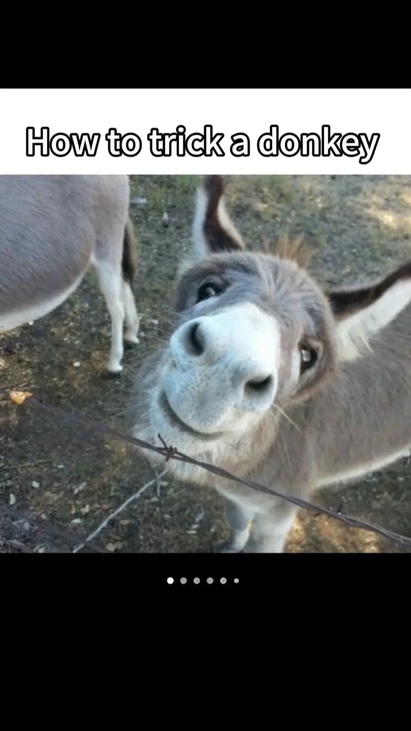 #fyp #slideshow #fypシ #viral #donkey 