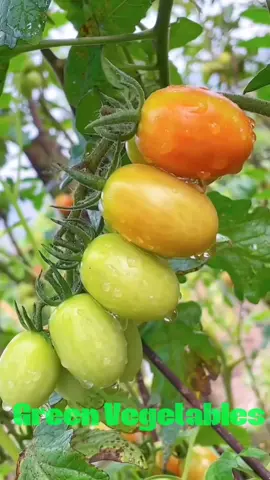 Green & Fresh Vegetables  (Without Formalin). #fypシ゚viral #viralvideo #foryoupage #fy #fy #fypシ #foryou 