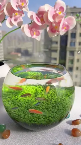 Do you want one?#foryou #foryoupage #fishtoks #fishtanks #aquariums 