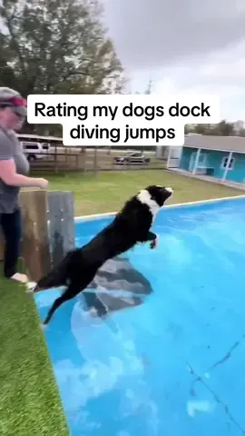 Street meant serious business (@Bri Benton) #dockdivingdog #dockdogs #dogsports 