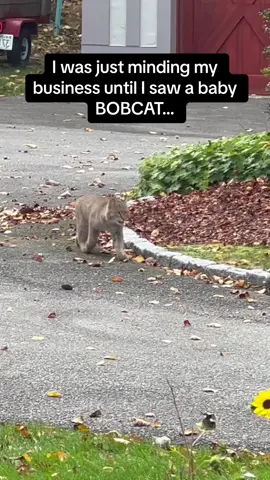 When the bobcat makes eye contact 😭😭 #Pubity ⚠️DO NOT TRY THIS (Teresa Dainesi via @ViralHog)