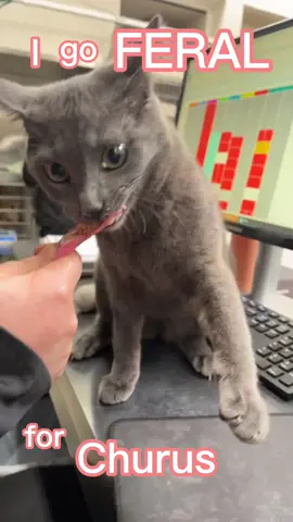 This is normal right?                                    #cat #obsessed #addicted #catlover #catlife #cats #catlovers #instacat #cats_of_instagram #catlove #catstagram #catsofinstagram #cats_of_instagram #catoftheday #catphoto #pet #petlovers #petstagram #funnycat 