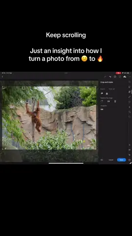 I always thought going to the zoo was a cheats way of taking wildlife photography 🤔 but any opportunity is a good opportunity to practice. #photography #editing #photoshop #artist #monkey #zoo 
