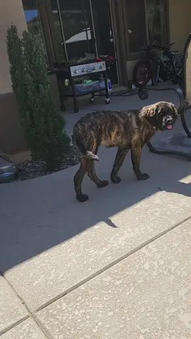 Darn tree in my way 😆 #cute #silly #happy #puppy #forsmiles #ghidrathemastiff #englishmastiff #fypシ #foryou #foryoupage #puppytiktok #dogsoftiktok #girldog 