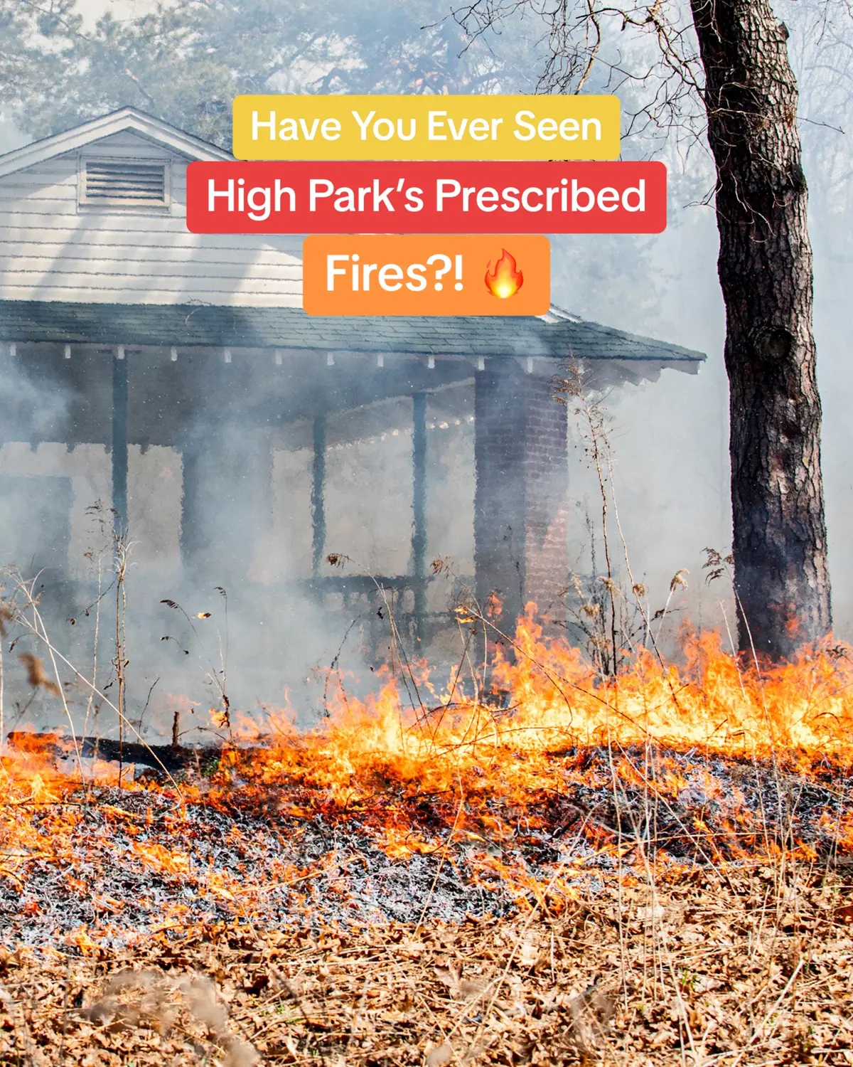 The High Park prescribed burn is TODAY 🔥🙌 - 📸 @fareen #Fyp #ForYou #Fy #Toronto #Ontario #Canada #TorontoOntario #TorontoCanada #OntarioCanada #TikTokToronto #TorontoTikTok #HighPark #HighParkToronto #TorontoHighPark #HighParkBurn #Burn #HighParkPrescribedBurn #PrescribedBurn