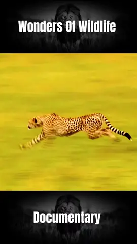 #animals #animalslife #viral  #animalsworld #foryou 